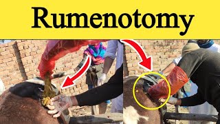 Rumenotomy in cow  Recurrent Tympany  Bloat [upl. by Dorothea549]