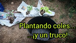 Plantando coles¡y un truco [upl. by Dimond333]