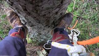 Tree Climbing with Spurs in the Nursery Removing Dead Branches [upl. by Elyr]