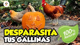 10 remedios naturales para desparasitar a tus gallinas 🐔🪱 [upl. by Andri]