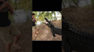 ALLIGATORS Gone Wild Feeding Time [upl. by Laforge]