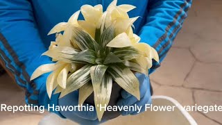 Repot Haworthia cv ‘Heavenly Flower’ variegate [upl. by Airotnahs]