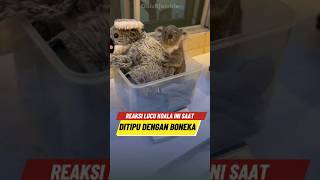 Ekpresi Lucu Koala Ini Saat Dipisahkan Dari Ibunya 🐨 [upl. by Ybsorc234]