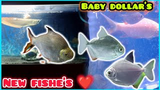 New Fishes For Aquarium 😍❤️  fish new silverdollar aquarium fishvlogs [upl. by Enait]