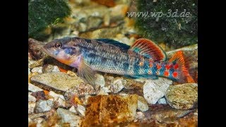 Gartenteich Regenbogenelritze Notropis chrosomus amp junge Springbarsche Etheostoma spectabile [upl. by Reba]