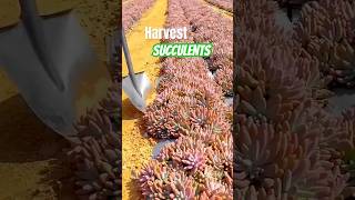 Discover the SECRET to Harvesting PERFECT Succulents [upl. by Ronalda]