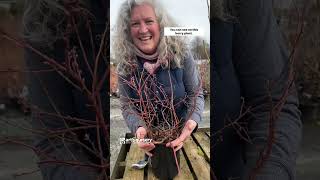 How To Pruning Blueberry Bushes [upl. by Atimad]