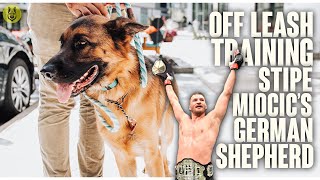 Off Leash Training Stipe Miocics German Shepherd [upl. by Leone323]