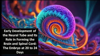 4 ENS Neural Tube and Its Role in Forming the Brain and Spinal Cord The Embryo at 20 to 24 Days [upl. by Dyob299]