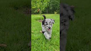 Friar Tuck Aussiedoodle puppy [upl. by Hedaza]