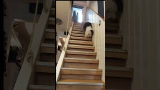 OES puppy on steep stairs  Bobtail Welpe auf steiler Treppe shorts [upl. by Atteuqihc415]