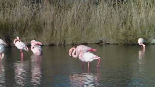 Le chant des flamands roses [upl. by Sidell]