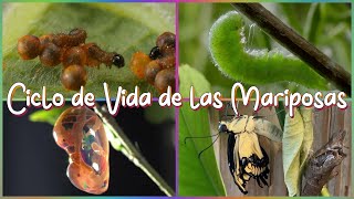 Ciclo De Vida De Las Mariposas Explicado Para Niños [upl. by Natlus229]