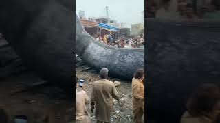 Whale Fish in Karachi Fishries in pakistan underwateranimals sea [upl. by Bonaparte]