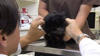 Oral Squamous Cell Carcinoma In Cats VetVid Episode 024 [upl. by Linskey717]