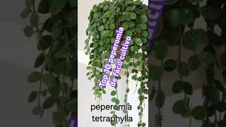 Top 10 peperomia de fácil cultivo [upl. by Boeschen324]