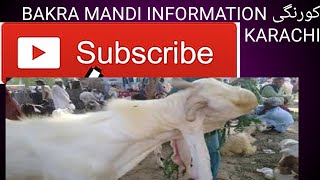 korangi بکرا منڈی information [upl. by Sinoda]