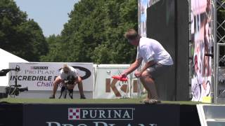 Diving Dog 1st Place  Incredible Dog Challenge 2015 Boston MA [upl. by Giulio]