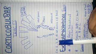 Corticobulbar tract and extrapyramidal tracts [upl. by Yesor]