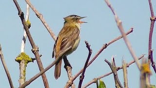 Sedge Warbler Birds Singing Their Hearts Out at Marazion Marsh [upl. by Michele]