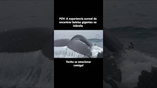 Baleias gigantes na Islândia 🇮🇸 islandia baleiasgigantes shorts [upl. by Oznecniv]