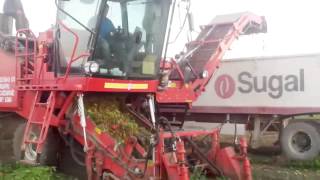 Corima Tomato harvester tworows New Model [upl. by Yrrah]