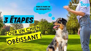 Chien qui nécoute RIEN  3 étapes pour PROGRESSER [upl. by Ikin]