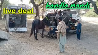 new video thandla mandi black horse loading new video [upl. by Aokek847]