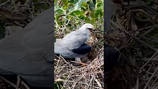 Blackshouldered kite Bird in the nest protects two children from the sunEp8 [upl. by Auqinaj305]