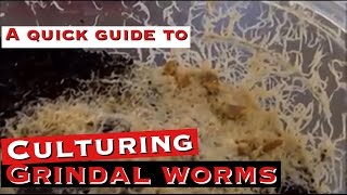 Culturing Grindal Worms A Quick Guide [upl. by Pax]