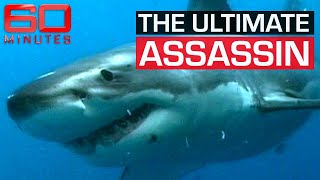 A great white sharks cunning tactic to attack its prey  60 Minutes Australia [upl. by Linnet]