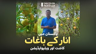 Fruit of Heaven Anar  Cultivation Value Addition amp Health Benefits  Kissan Ka Pakistan [upl. by Alisun]