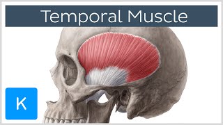 Temporal Muscle Anatomy Overview  Human Anatomy  Kenhub [upl. by Eerpud]