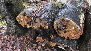 What is Spalted Wood  Turning with Spalted Wood [upl. by Tristam]