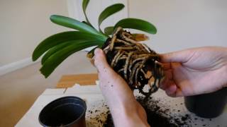 Clivia Repotting [upl. by Nyre]