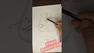 Reserpine mechanism of action  adrenergic antagonistic drug  pharmacology pharmacy [upl. by Eniretak]