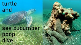 Epic Double Poop Dive Marine Turtle and Sea Cucumber [upl. by Liggitt]