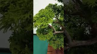 Hinoki Bonsai at Hamilton Bonsai show [upl. by Lrak]