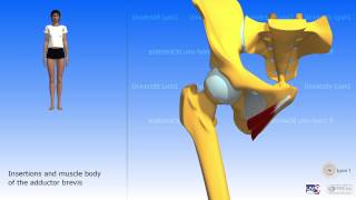 The adductors and the gracilis medial compartment of the thigh [upl. by Dustman]