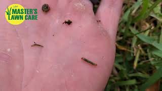 How to identify sod webworms and how to control them [upl. by Eey325]