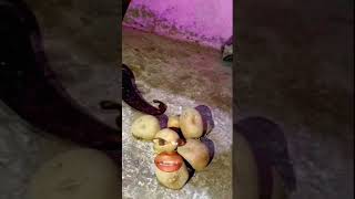 A Malik E Sasura Pahsulwa Hamra Me Ghus Jayega  shorts comedy funnymemes [upl. by Marelda]