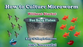 How to culture microworm without starter  Create Microworms  Full process  LIVE AQUARIUM [upl. by Laram]