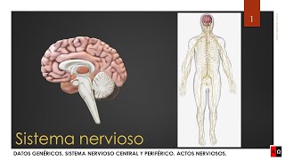 Sistema nervioso Partes y funcionamiento [upl. by Cohdwell]