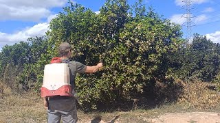 Tratamientos foliares en floración para cuajado en cítricos a finales de marzo [upl. by Alleen180]