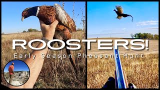 AWESOME Pheasant Hunt Early Season Roosters [upl. by Yardley]