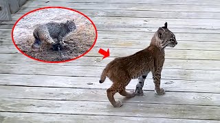 Mother trapped baby lynx bravely seeks help and unbelievable things happen [upl. by Yatnahs772]