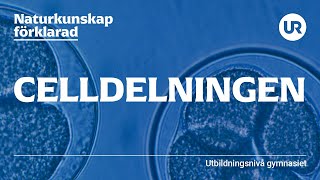 Celldelningen förklarad  BIOLOGI  Gymnasienivå [upl. by Thera]