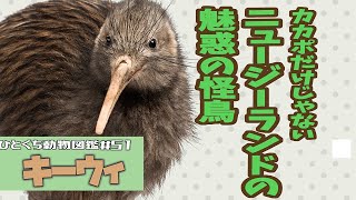 ひとくち動物図鑑51 キーウィ～ニュージーランド代表はカカポだけじゃない！～ VOICEROID解説 [upl. by Erena]