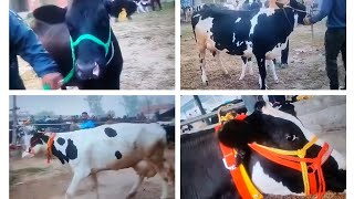 पशु मंडी जगराओ पंजाब 23112024 Jagraon Mandi cow buffalo Mandi Punjab [upl. by Farhsa703]