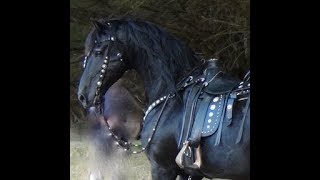 FRIESIAN HORSE  A Documentary about the Amazing Friesian Horse [upl. by Vacuva]